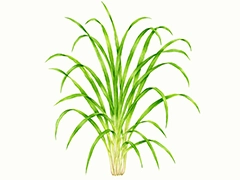 SPICE&HERB GARDEN MUSEUM：レモングラス