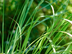 スパイス＆ハーブ事典：レモングラス