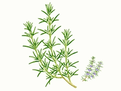 SPICE&HERB GARDEN MUSEUM：ローズマリー