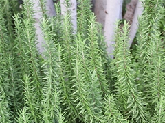 スパイス＆ハーブ事典：ローズマリー