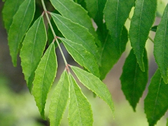 スパイス＆ハーブ事典：カレーリーフ