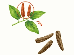 SPICE&HERB GARDEN MUSEUM：ヒハツ