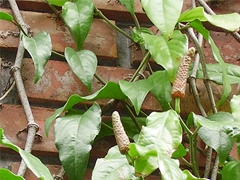 スパイス＆ハーブ事典：ヒハツ