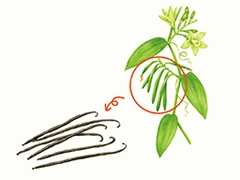 SPICE&HERB GARDEN MUSEUM：バニラビーンズ