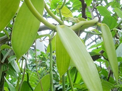 スパイス＆ハーブ事典：バニラビーンズ