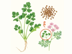 SPICE&HERB GARDEN MUSEUM：パクチー