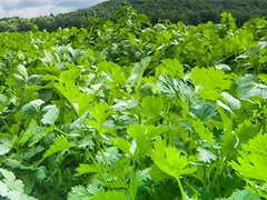 スパイス＆ハーブ事典：パクチー