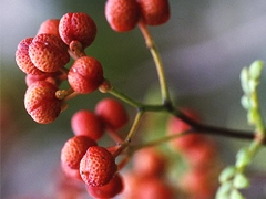 スパイス＆ハーブ事典：花椒