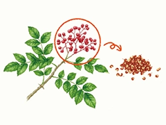 SPICE&HERB GARDEN MUSEUM：花椒